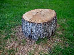 Best Tree Trimming and Pruning  in Ettrick, VA