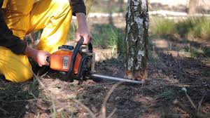 Best Tree and Shrub Care  in Ettrick, VA
