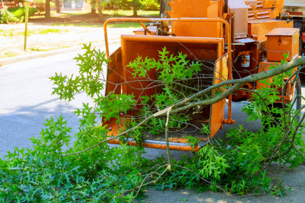 Professional Tree Services in Ettrick, VA