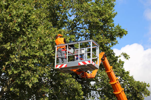 Best Emergency Tree Removal  in Ettrick, VA