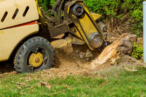 Best Tree Health Inspection  in Ettrick, VA