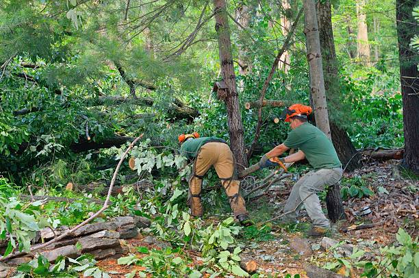  Ettrick, VA Tree Services Pros