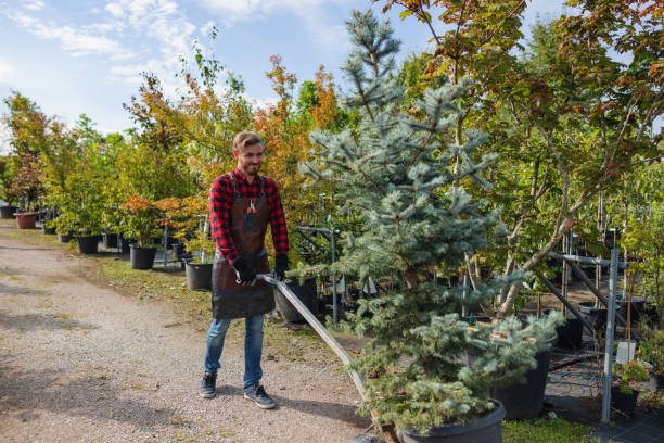 Best Tree Risk Assessment  in Ettrick, VA