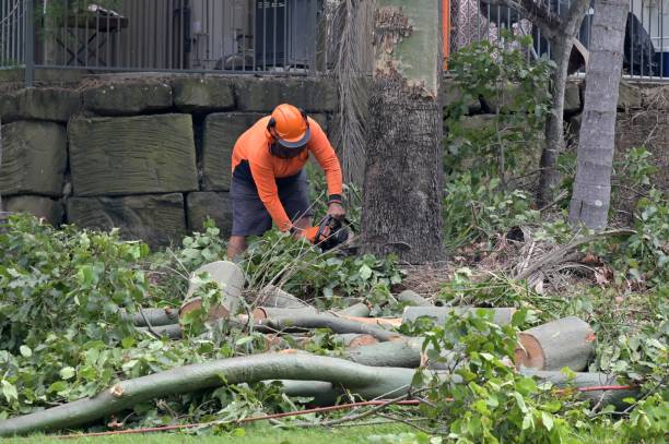 Best Tree Preservation Services  in Ettrick, VA