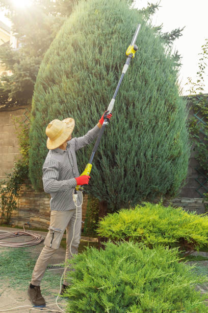Best Weed Control  in Ettrick, VA