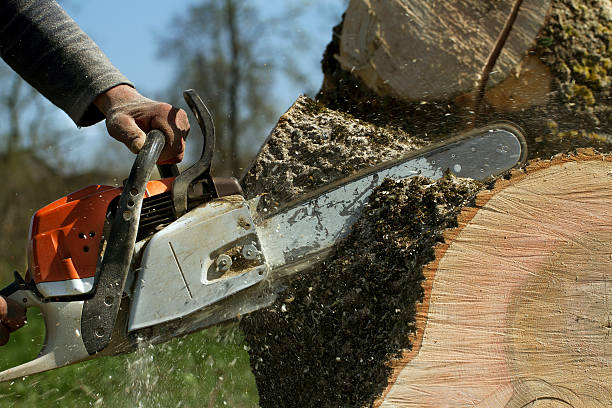 Best Lawn Grading and Leveling  in Ettrick, VA